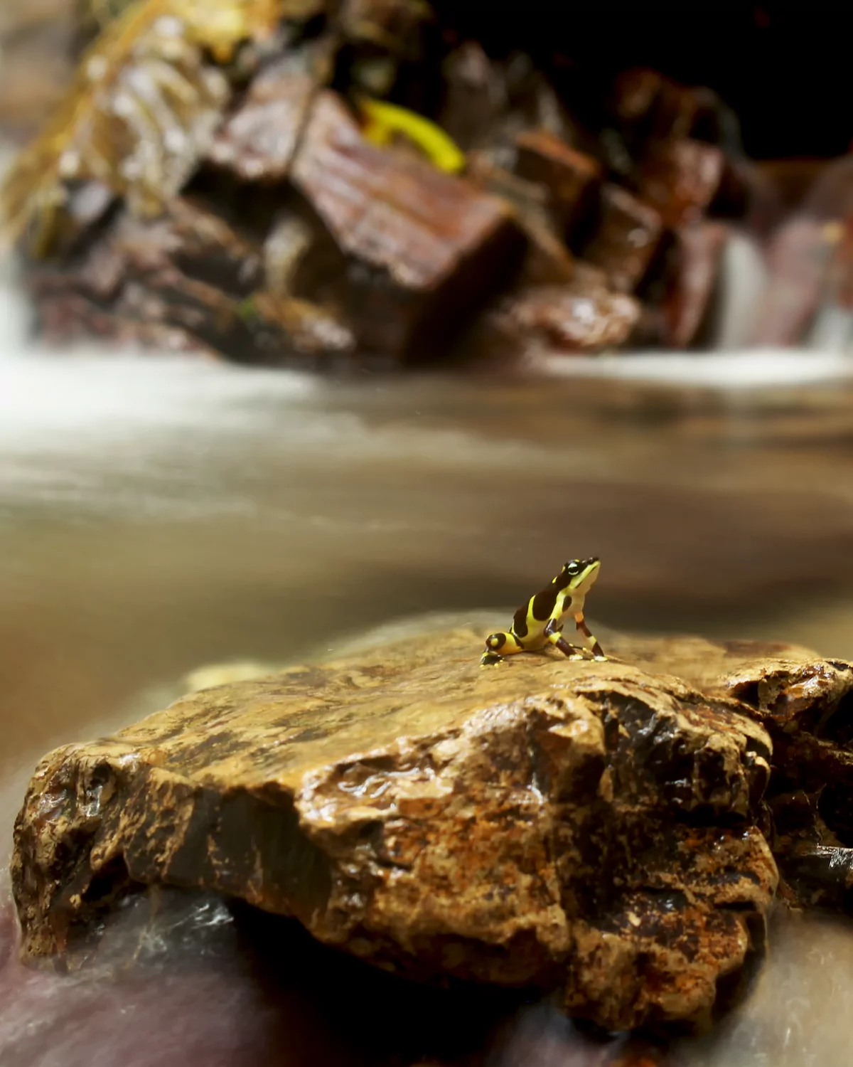 Limosa harlequin toad