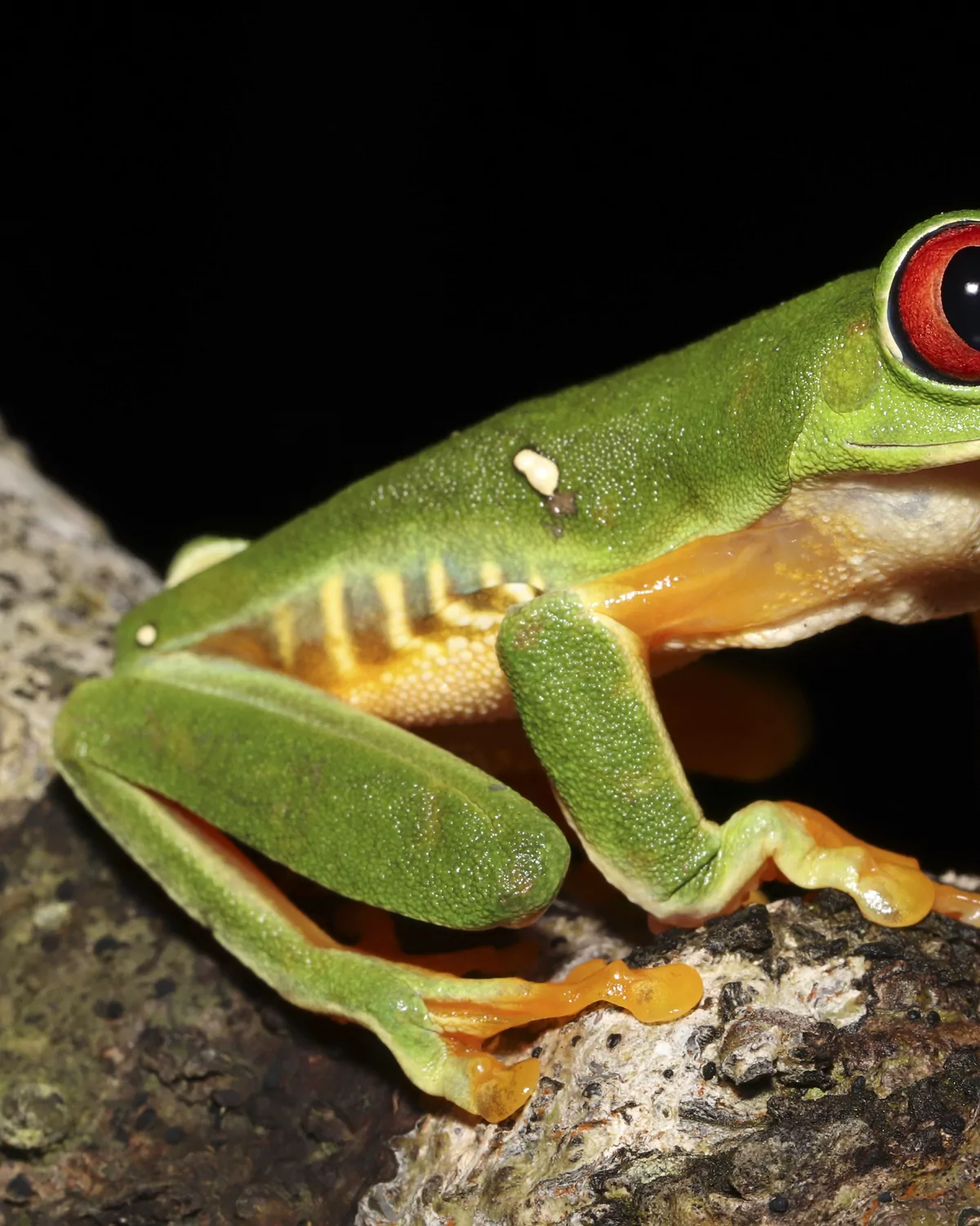 Red-eyed tree frog