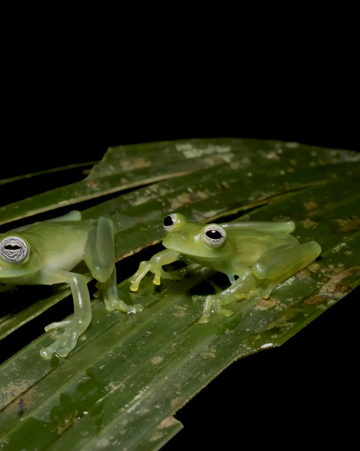 Glass frog