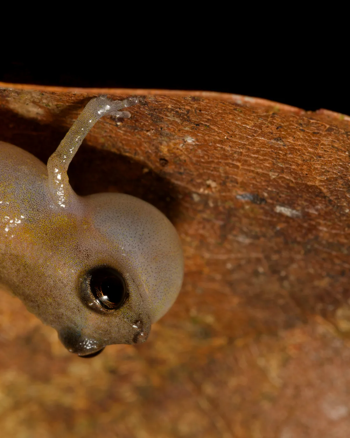 Dink frog