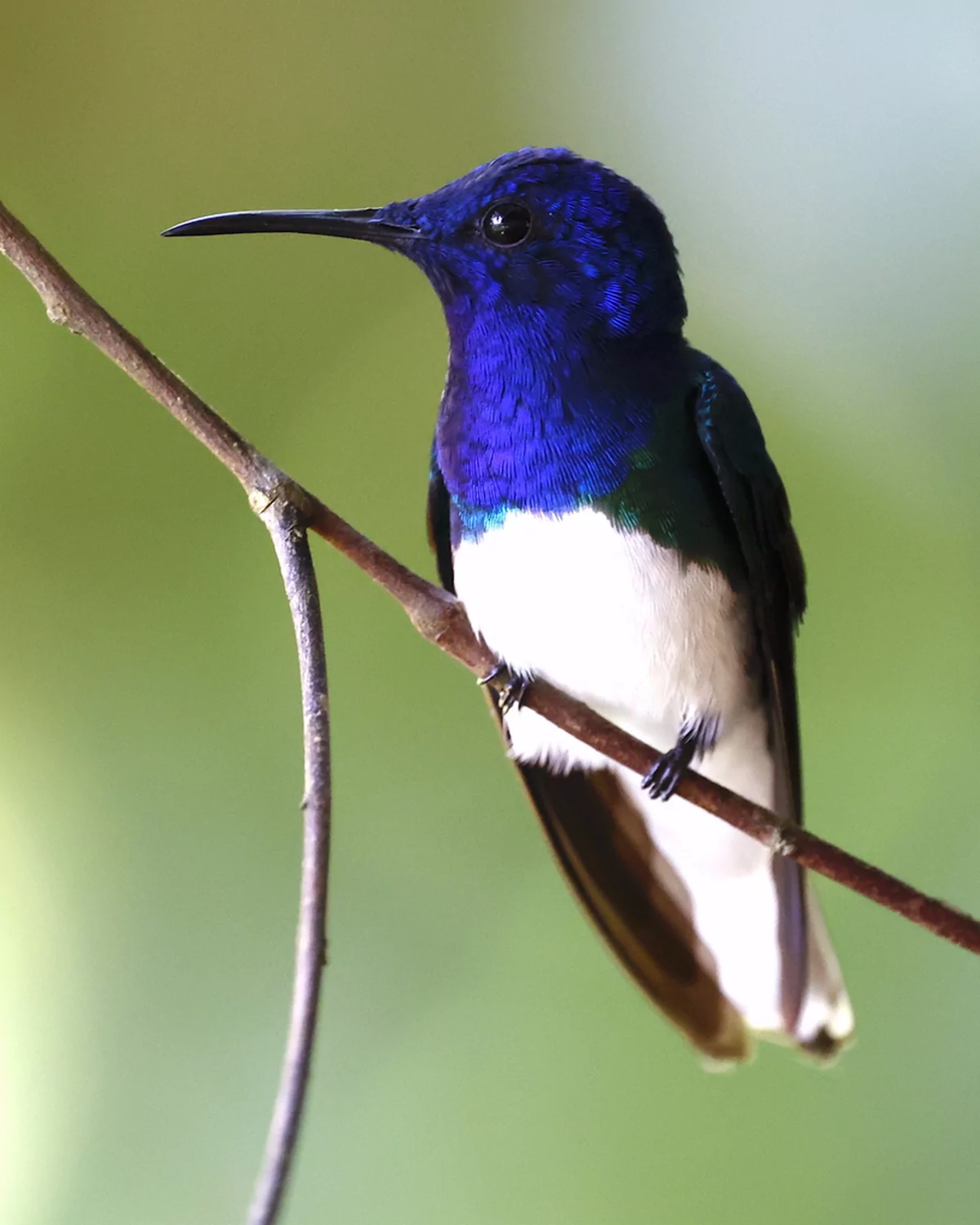 White-necked jacobin