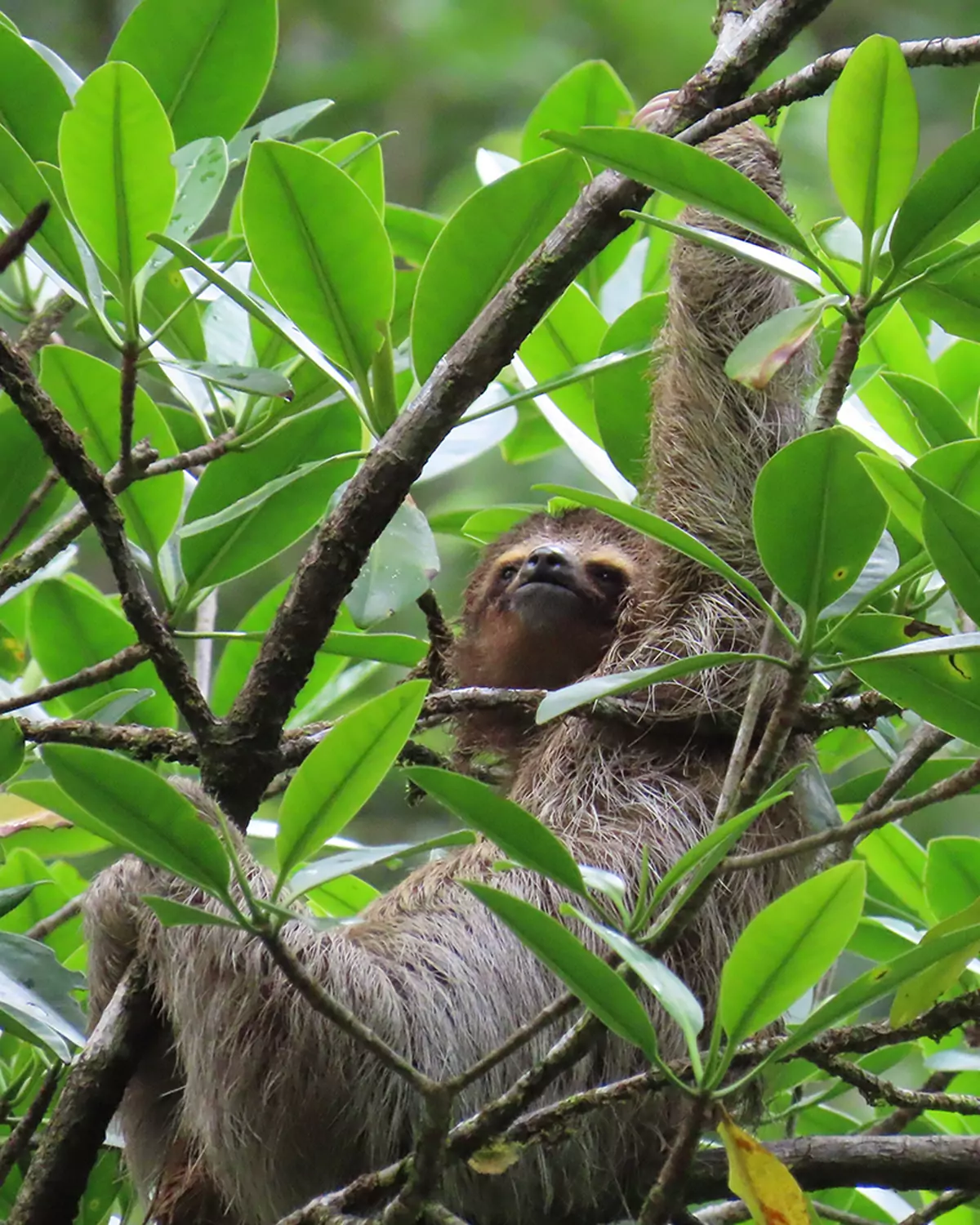 Sloth