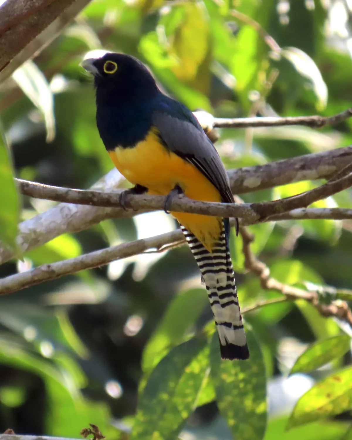 Trogon