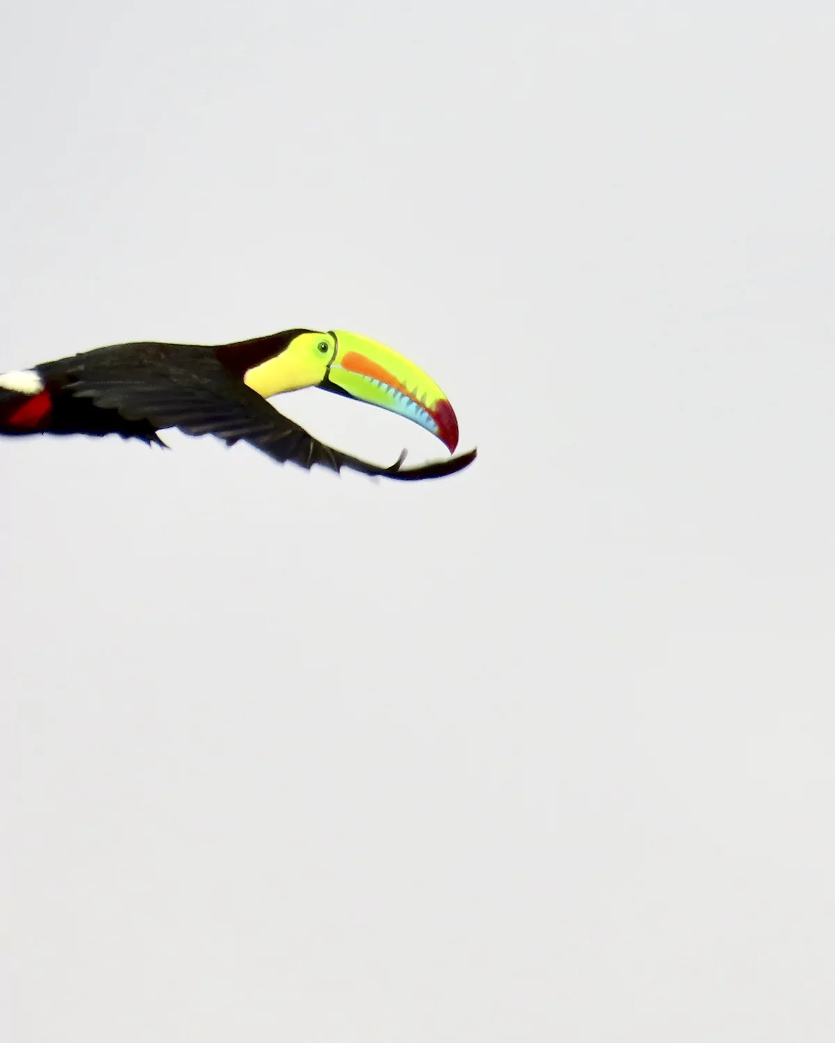 Toucan