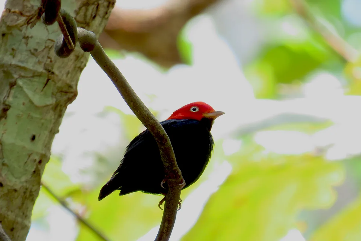 Birding en el trópico