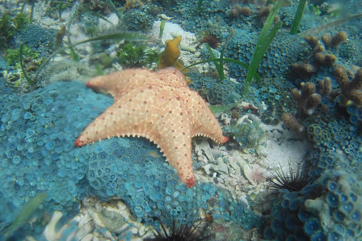 Snorkel y censo de estrellas de mar
