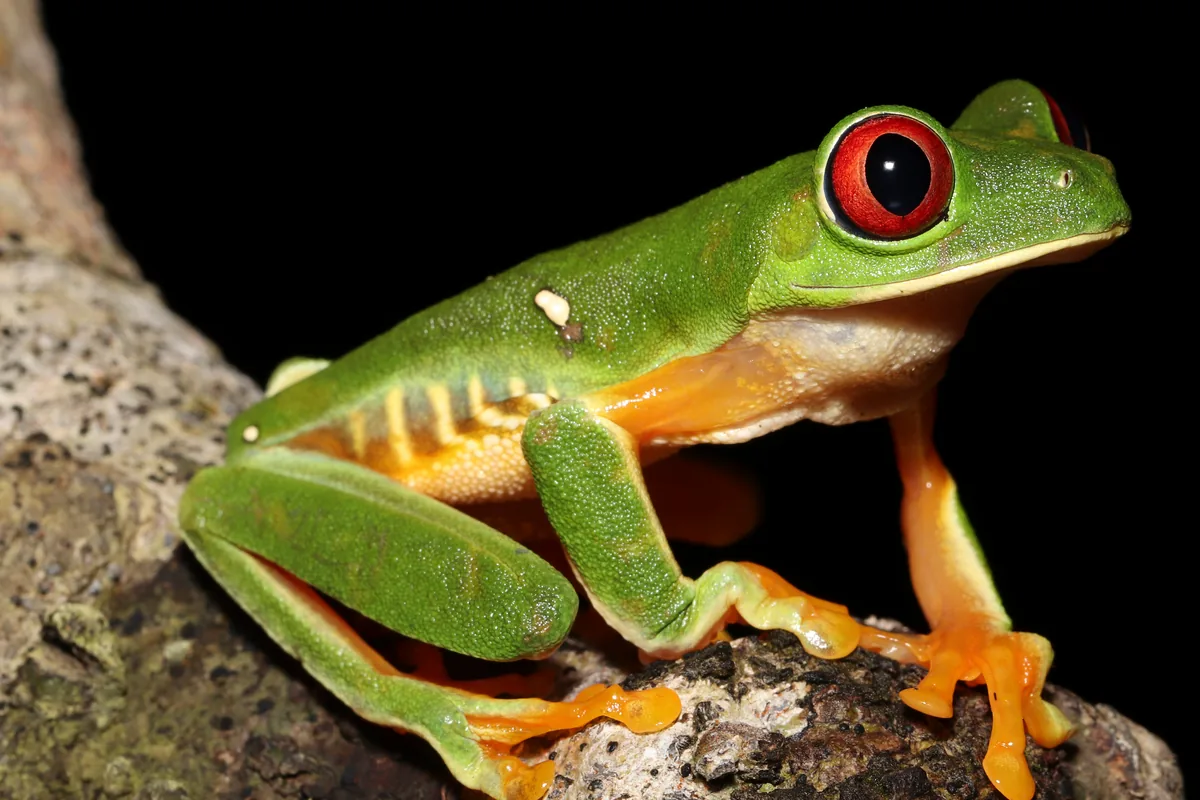 Tour nocturno de ranas